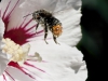 Hommel_0813