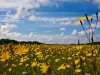Veld_0587