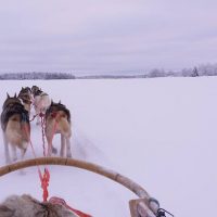 Sledetocht achter husky