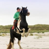 steigerend paard op het strand