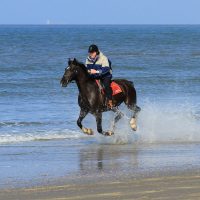 paard in galop door branding