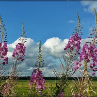 uitzicht over weilanden