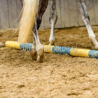 Working Equitation Ton Duivenvoorden