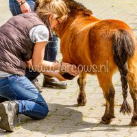 Cursus bewegingstherapie Jose Houtman