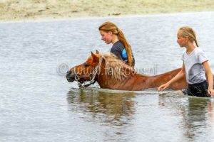 Hynstewille-Buitenrit-Pony-water