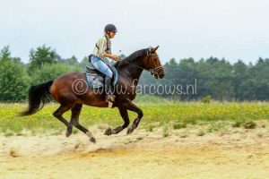 Hynstewille-Buitenrit-Galop