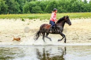 Hynstewille-Buitenrit-Hondjes