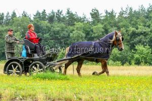 Hynstewille-Buitenrit-Water-Boterbloem