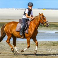 Buitenrit Ameland