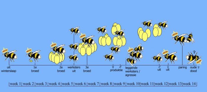 levenscyclus van de hommel