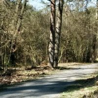 Marathon Drents-Friese Wold