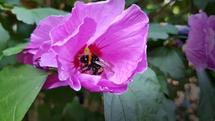 uitgeputte-hommel