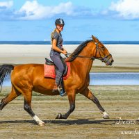 Ameland Buitenrit