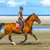 Ameland Buitenrit