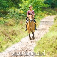 buitenrit hynstewille 2018