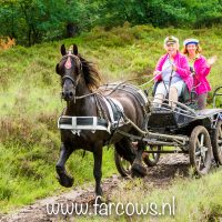 buitenrit hynstewille 2018