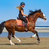 molenruiters buitenrit op ameland 2018