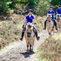 Paardenvierdaagse Zorgvlied 2018
