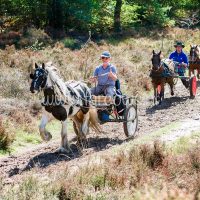 Paardenvierdaagse Zorgvlied 2018