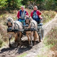 Paardenvierdaagse Zorgvlied 2018