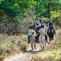 Paardenvierdaagse Zorgvlied 2018