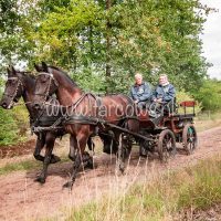 Paardenvierdaagse Zorgvlied 2018