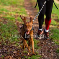 irundog workshop 2018