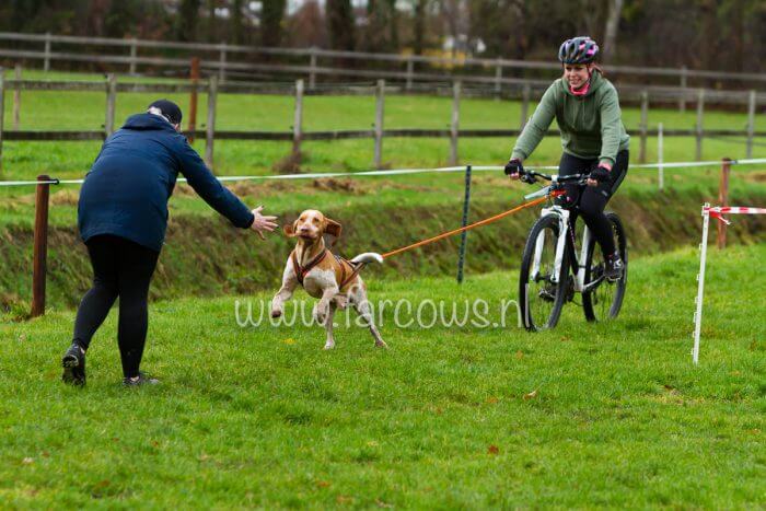 irundog workshop 2018