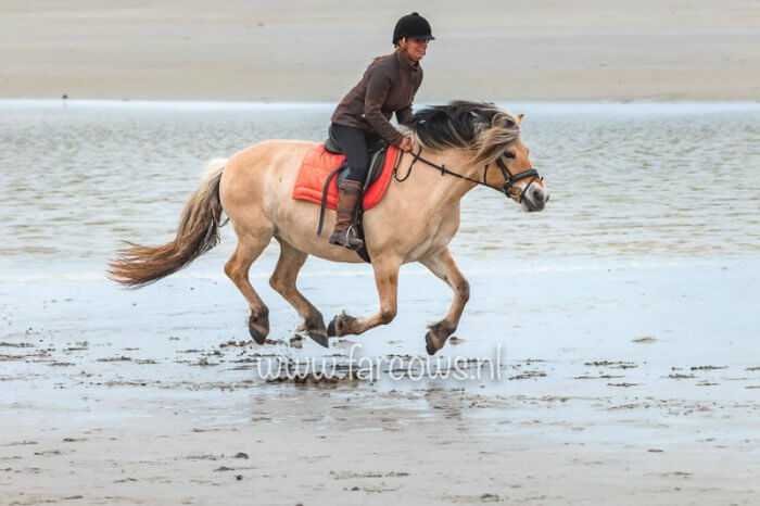 Ameland strandrit april 2019