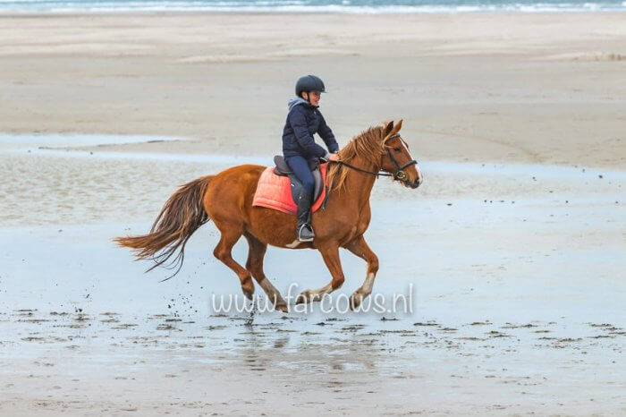 Ameland strandrit april 2019