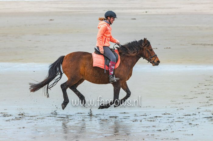 Ameland strandrit april 2019