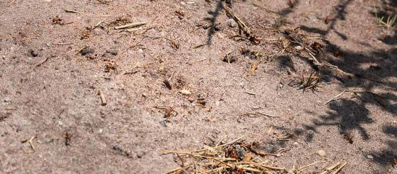 Eexter Ossenrit 2019 mieren