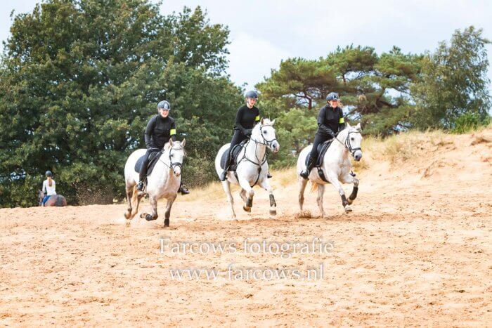 3 witte paarden in galop op zand