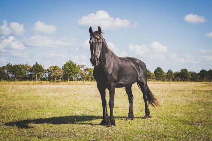 paard laatste foto in volle glorie