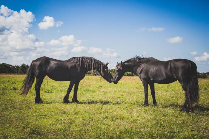 twee paarden neus aan neus