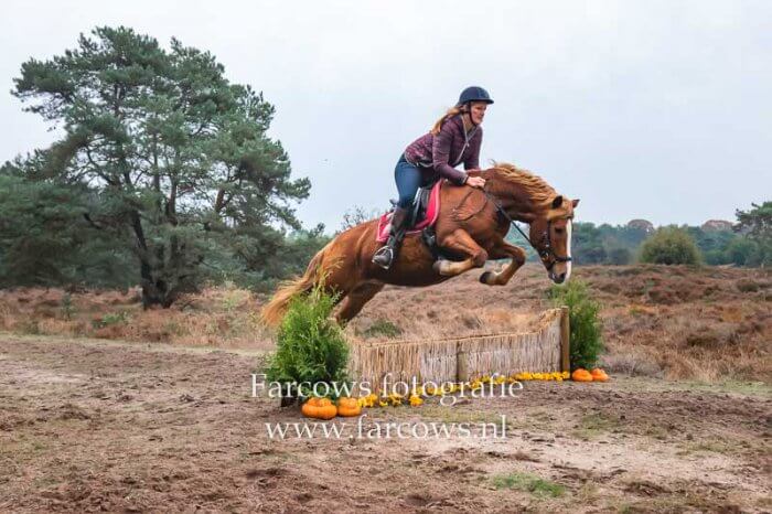 bont paard springend over hindernis