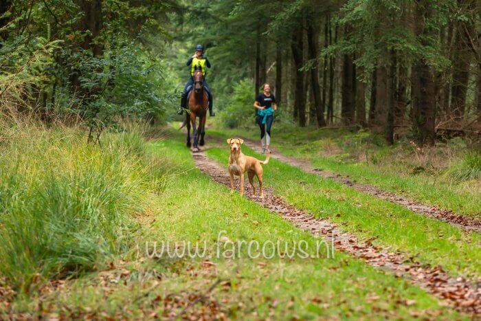 waakse hond met ruiter en hardloopster op de achtergrond