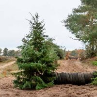 Hindernis paard van autobanden tussen twee kerstbomen