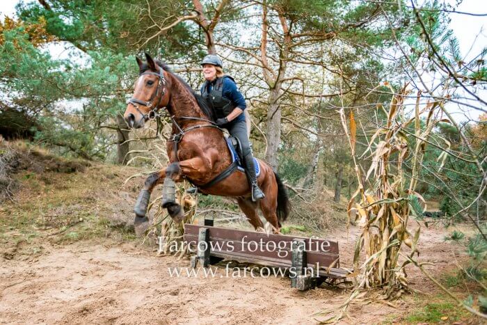 Springend bruin paard over bankje in bos