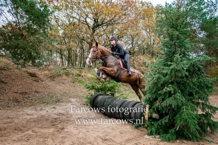 springend paard over autoband in bos