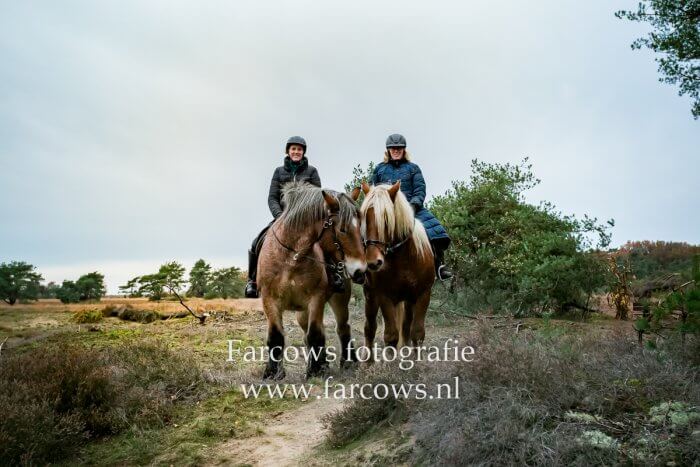 Portretfoto van twee paarden tijdens Herfst-crossrit Huneruiters 2019