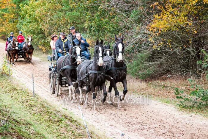 4 span paarden op zandpad