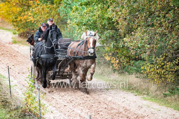 paard en wagen