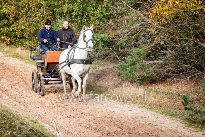 wit paard met wagen