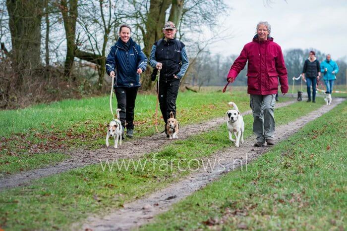 hondjes uitlaten langs de bosrand