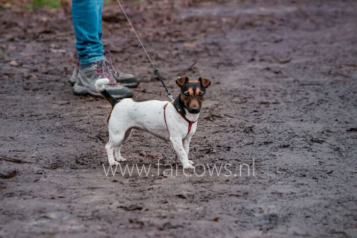 stilstaand wit hondje op bospad