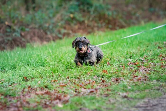 zwarte hond in gras