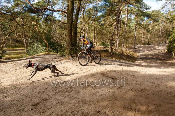 Canicross Norg 2022 bikejoring